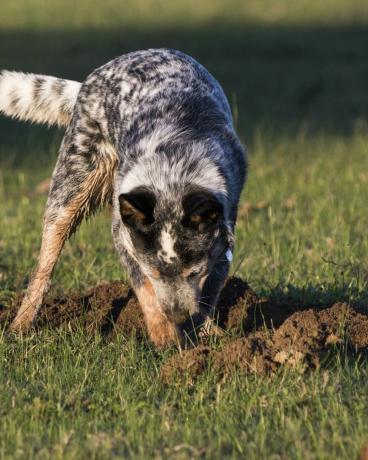 Αυστραλιανό βοοειδή σκυλί μπλε τακούνι που σκάβει μια τρύπα στο γρασίδι