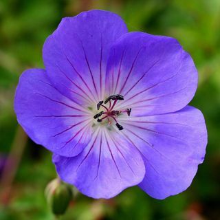 Geranium Rozanne (" Gerwat") (PBR)