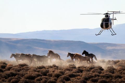 mustang στη Νεβάδα