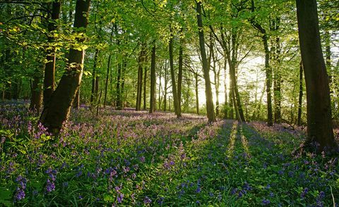 ένα ξύλο bluebell, το cotswolds, Αγγλία, Ηνωμένο Βασίλειο