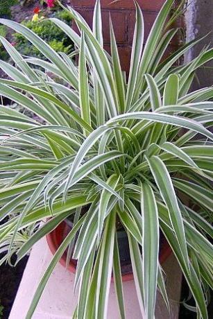 Reverse Variegated Spider Plant