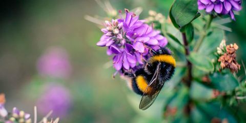 Γιατί μισούμε σφήκες αλλά αγάπη μέλισσες - Σφήκες εναντίον μέλισσες