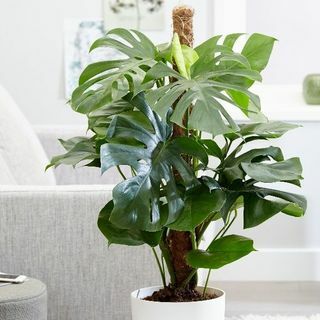 Monstera deliciosa - Ελβετικό Τυροκομείο