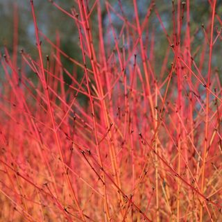 Cornus sanguinea " Midwinter Fire"