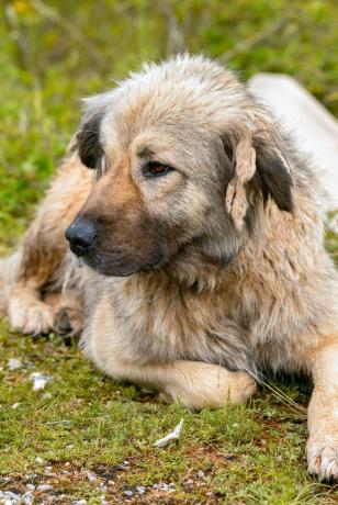 Caucasian Shepherd Dog - Καλύτεροι Σκύλοι Φρουράς