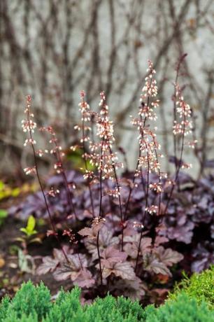 πολυετές φυτό heuchera micrantha στον κήπο μωβ φύλλα και ανθισμένα μικροσκοπικά λουλούδια