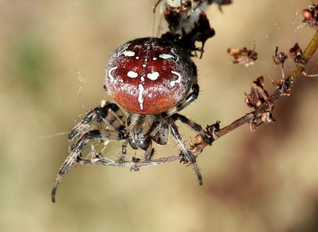 uk spiders – αράχνη τεσσάρων σημείων σφαίρας