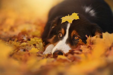 Αυτός ο φωτογράφος παίρνει τις πιο εκπληκτικές φωτογραφίες των σκύλων που απολαμβάνουν το φθινόπωρο