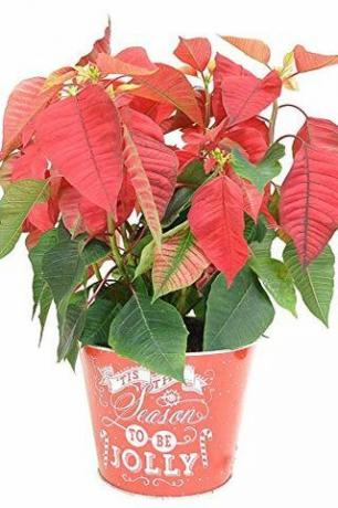 Poinsettia στο Tin Pot