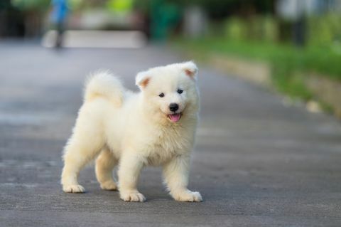 κουτάβι samoyed