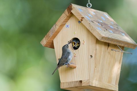 Το σπιτάκι τροφοδοτεί σφάλμα στα μωρά στο birdhouse