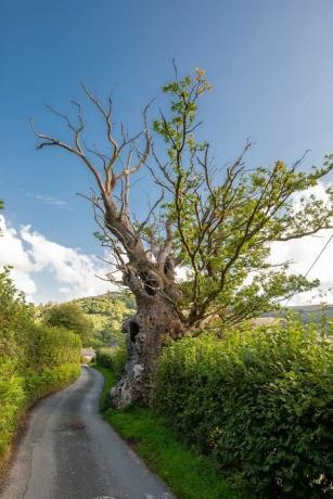 Το δέντρο της Nellie Crowned Tree of the Year της Αγγλίας - Βραβεία Tree of the Year