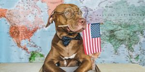 αξιαγάπητος, όμορφος σκύλος και κινηματογράφηση σε πρώτο πλάνο με αμερικανική σημαία, σε εσωτερικούς χώρους