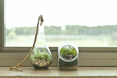 φυτά terrarium