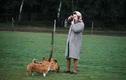 Windsor, η βασίλισσα του Ηνωμένου Βασιλείου Elizabeth II φωτογραφίζει το κοργκί της στο πάρκο Windsor το 1960 στο Windsor, Αγγλία φωτογραφία από τον anwar husseingetty images