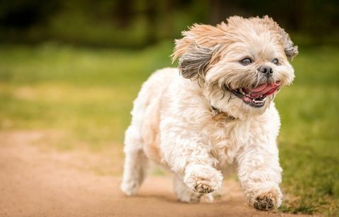 Γκρο πλαν πορτρέτο του Shih Tzu τρέχει