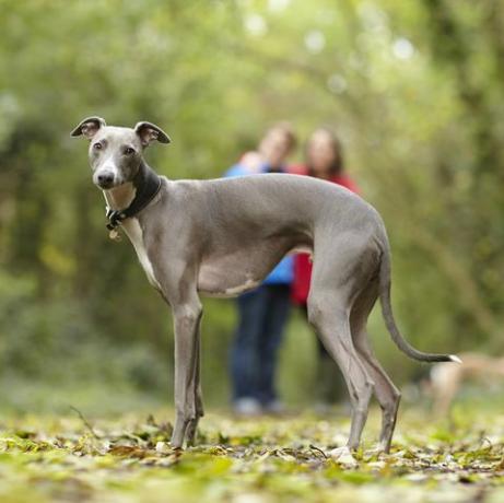 πορτρέτο του whippet και των ιδιοκτητών του στο δάσος