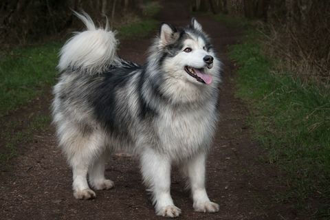 Alaskan Malamute