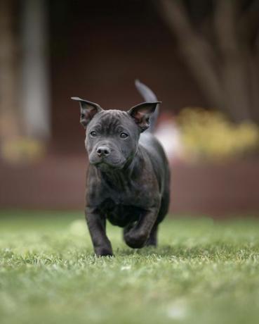 Staffordshire bull terriers