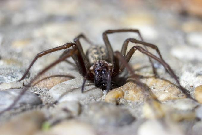 uk spiders – ντουλάπι αράχνη