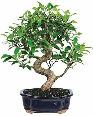 Δέντρο Bonsai Ficus