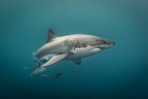 Τρία είδη καρχαριών φεύγουν προφανώς στις όχθες του Ηνωμένου Βασιλείου