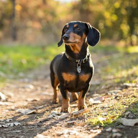 περίεργο dachshund σε εξωτερικούς χώρους