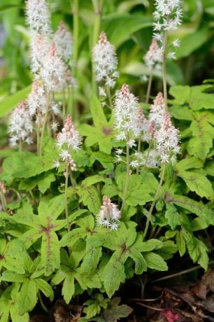 Το αφρόλουτρο tiarella είναι ένα πολυετές λουλούδι που αναπτύσσεται σε σκιερές περιοχές