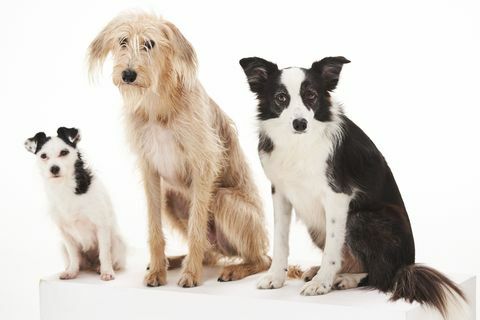 bbc dog tales jack russellchihuahua σταυρός, lurcher και περίγραμμα. είδος ποιμενικού σκύλου