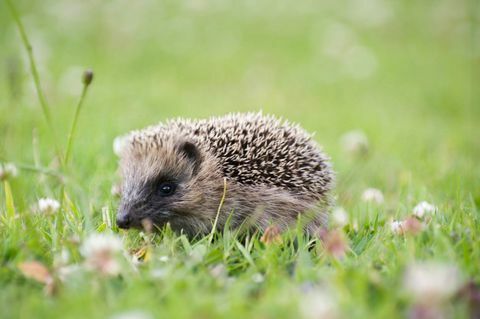 Hedgehog στον κήπο