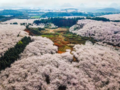 Κεράσια στο αγρόκτημα Pingba στο Guiyang της επαρχίας Guizhou της Κίνας