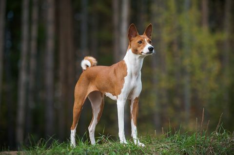 Θηλυκό σκυλί basenji