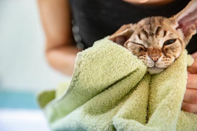 Χαριτωμένη γάτα Ντέβον Ρεξ με πράσινη πετσέτα μπάνιου