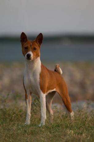 σκύλος Basenji