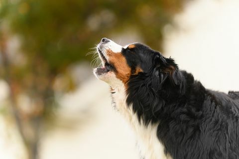 Μεσήλικας ορεινός σκύλος Bernese γαβγίζει σε εξωτερικό χώρο σε κοντινό πλάνο