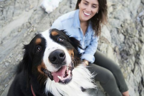 ευτυχισμένος bernese mountain dog κοιτάζοντας την κάμερα, ο ιδιοκτήτης του χαμογελά δίπλα του