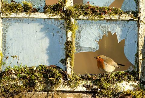 Πώς να προσελκύσετε Robins στον κήπο σας