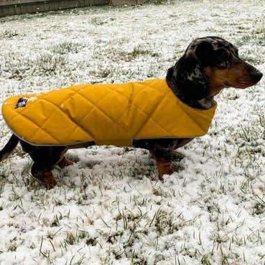 Custom Fit Αδιάβροχο παλτό Dachshund