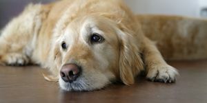 Κουρασμένο Golden Retriever ξαπλωμένο στο ξύλινο πάτωμα