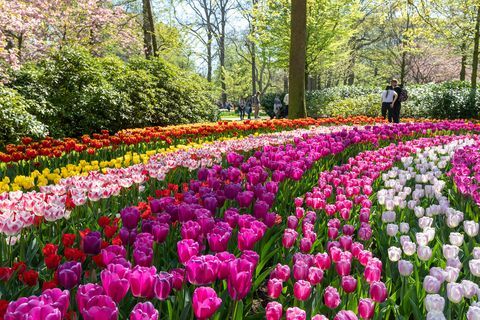 Κήποι Keukenhof της Ολλανδίας σε πλήρη άνθιση - καλύτερος χρόνος για επίσκεψη