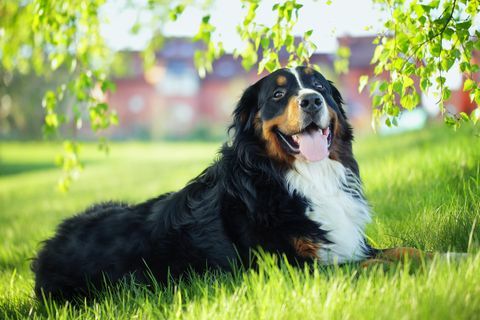 Ένα bernese ορεινό σκυλί στο γρασίδι