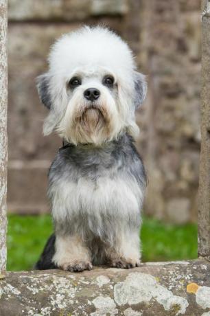 dandie dinmont τεριέ