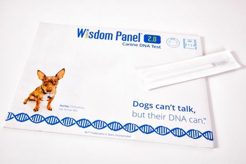 Τώρα μπορείτε να ανακαλύψετε την καταγωγή του σκύλου σας χρησιμοποιώντας αυτό το νέο κιτ δοκιμής DNA στο σπίτι