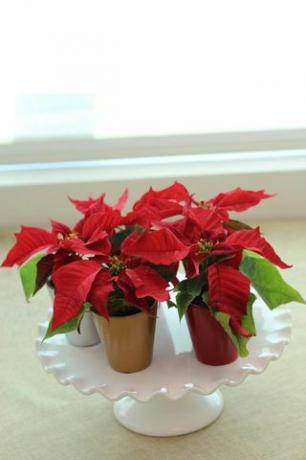 Mini Poinsettias, 12 συσκευασίες