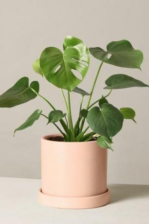 Monstera Deliciosa σε διακοσμητικό δοχείο