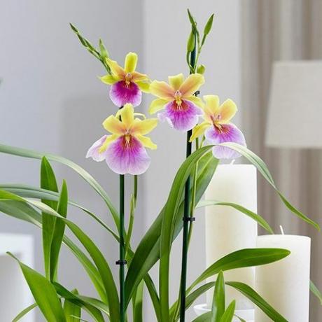 Miltonia 'Sunset'pansy ορχιδέα