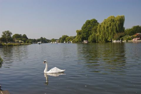 Κύκνος στον ποταμό Τάμεση στο Walton-on-Thames, Surrey, σε ηλιόλουστη μέρα με γαλάζιο ουρανό