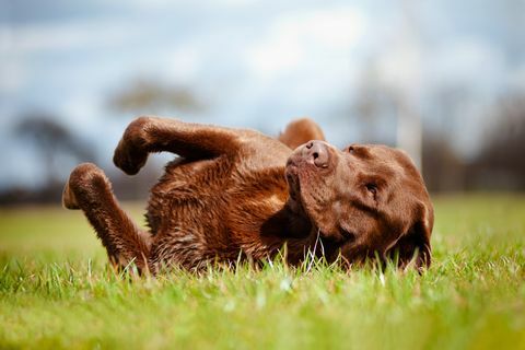 καφέ labrador retriever σκύλος που κυλά στο γρασίδι