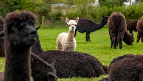 Farm Hushabye Farm alpaca όπου μπορείτε να μείνετε