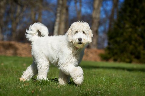 Labradoodle σκύλο σε εξωτερικούς χώρους στη φύση